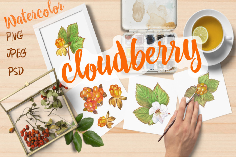 watercolor-berries-leaves-and-flowers-of-northern-cloudberries