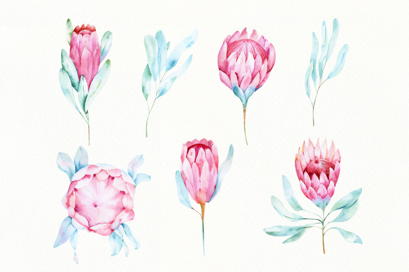 watercolor-protea-flowers-tropical-clip-art