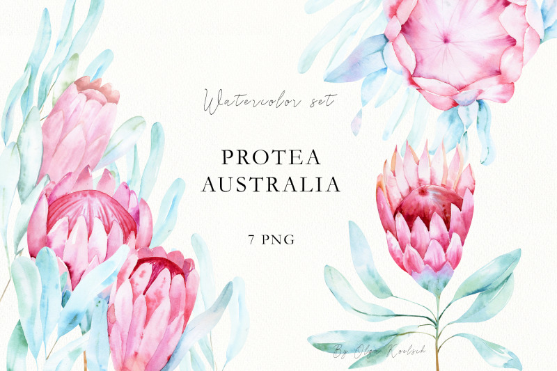 watercolor-protea-flowers-tropical-clip-art