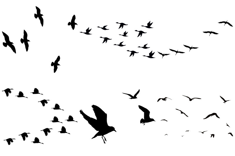 flock-of-birds-overlay-ai-eps-png
