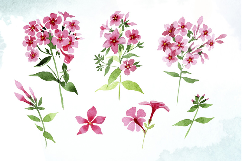 pink-phlox-flower-watercolor-png