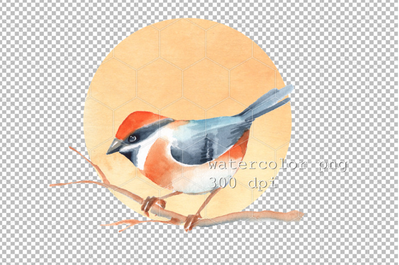 watercolor-bird-png-illustration
