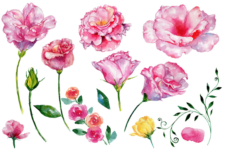 roses-flowers-pink-png-watercolor-set