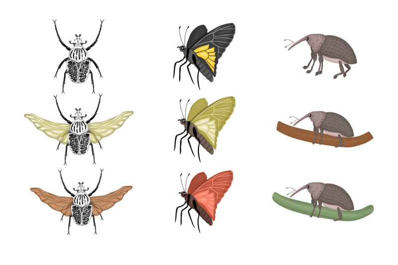 exotic-insects
