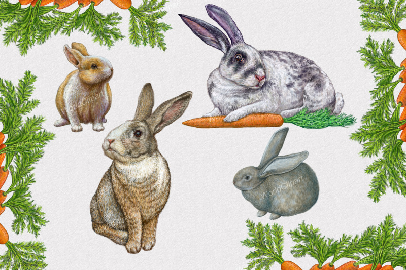 rabbits-clipart-illustrations