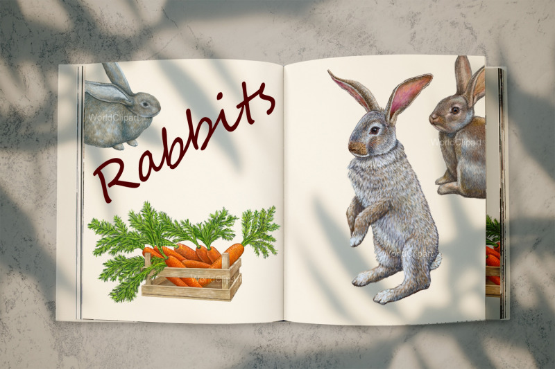 rabbits-clipart-illustrations