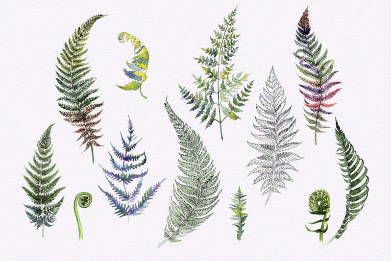 green-fern-leaves-watercolor-png