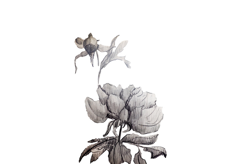 graphic-sketch-flower