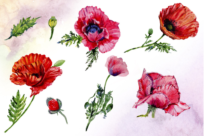 poppy-red-flower-watercolor-png