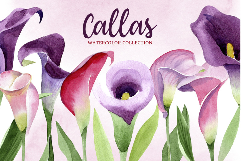 calla-lily-watercolor-illustrations-png