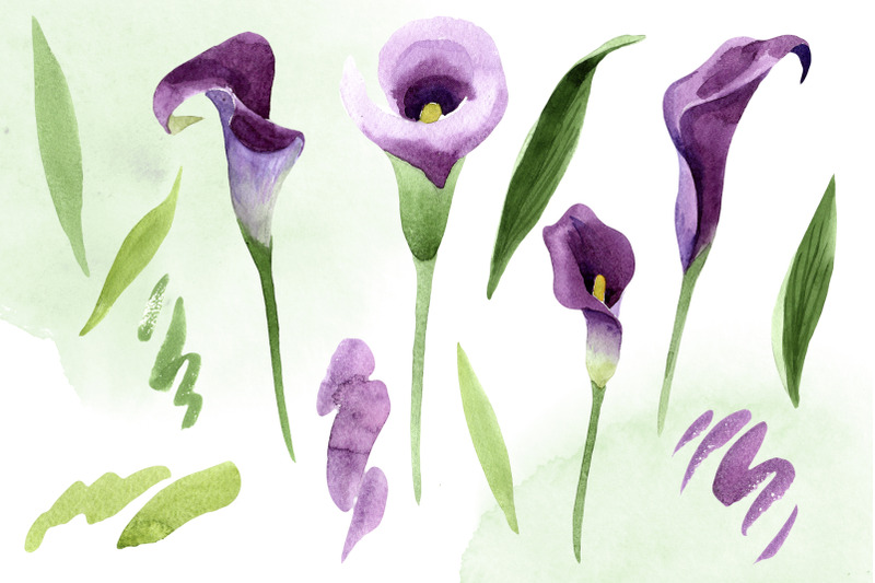 calla-lily-watercolor-illustrations-png