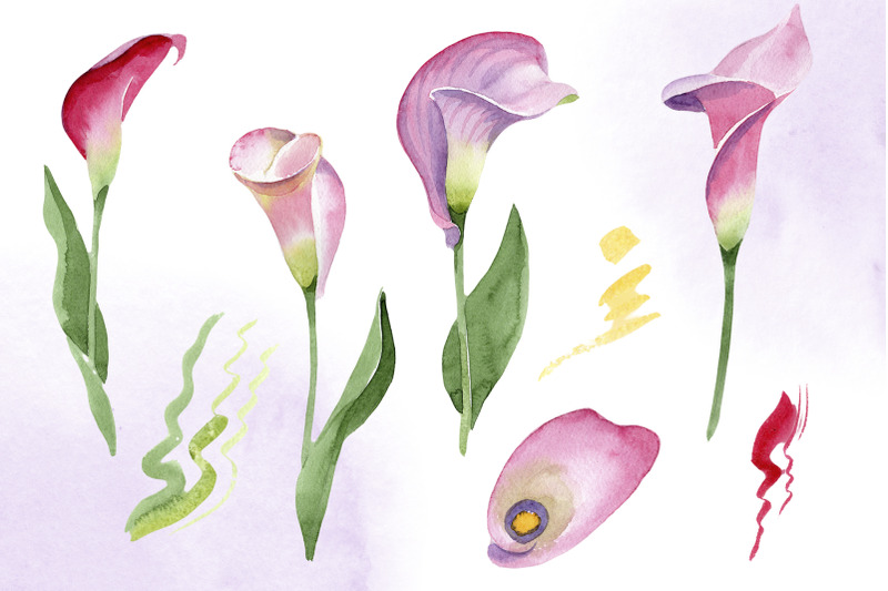 calla-lily-watercolor-illustrations-png