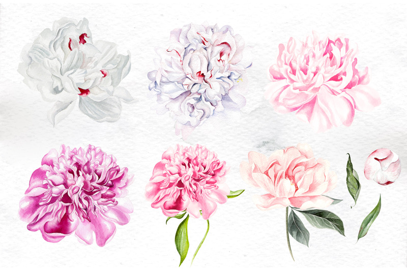 watercolor-peony-amp-lavender