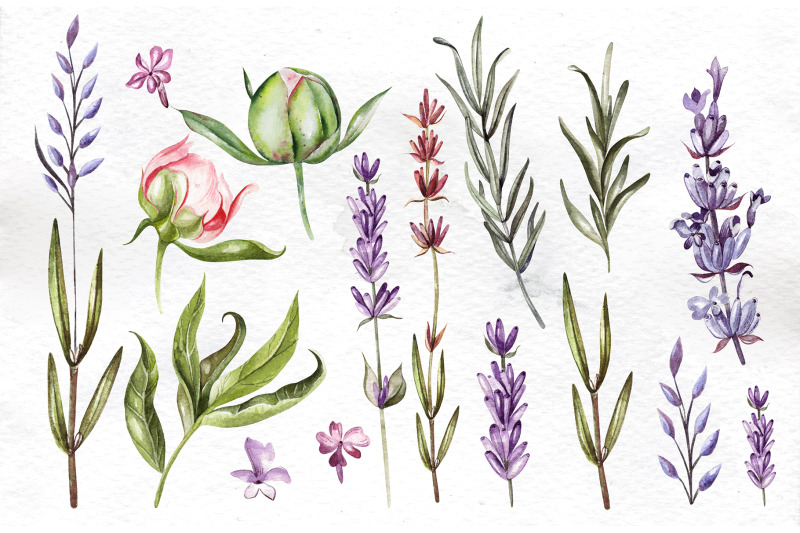 watercolor-peony-amp-lavender