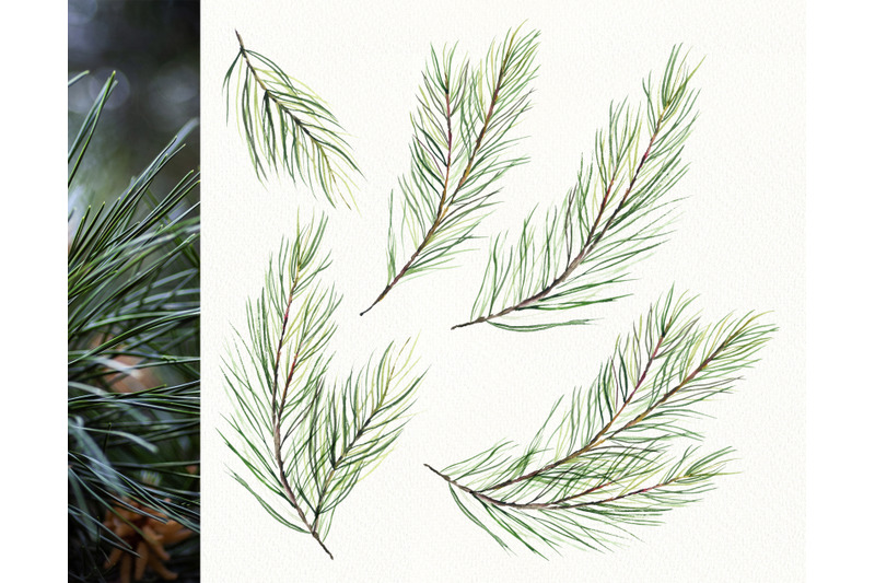 Watercolor Pine Branches Collection Graphic by Hassas Arts