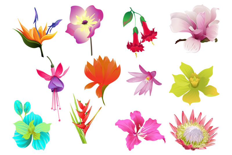 flowers-tropical-illustration-pack-watercolor-png