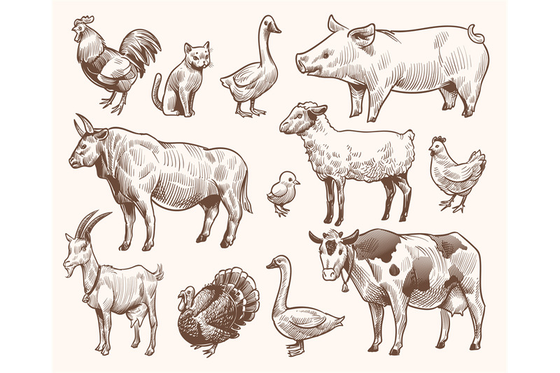 sketch-farm-animals-pig-and-cat-bull-and-cow-rooster-and-chicken-g