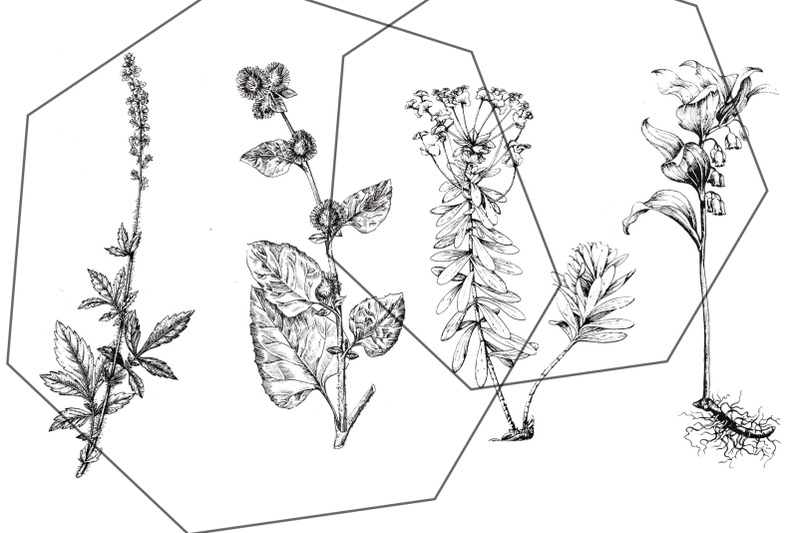 vintage-botanical-retro-floral-plants-black-ink-sketch-set