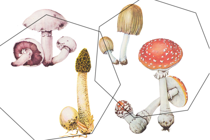 detalized-mushrooms-set-vintage-retro-autumn-illustrations