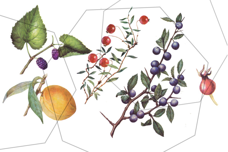 fruits-and-berries-vintage-retro-botanical-plants-illustrations-set
