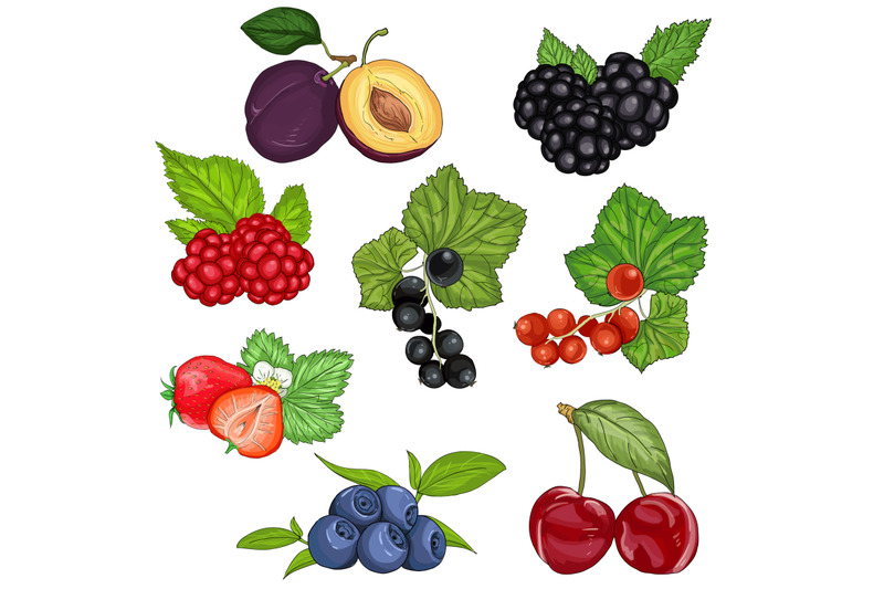 vector-set-wild-berries-and-fruit-illustration-isolated