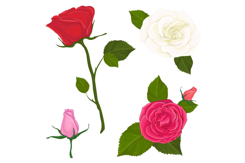 set-vector-illustration-of-flowers-rose-on-white-background-isolated