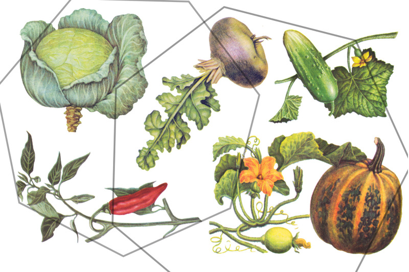 botanical-retro-vegetables-vintage-set