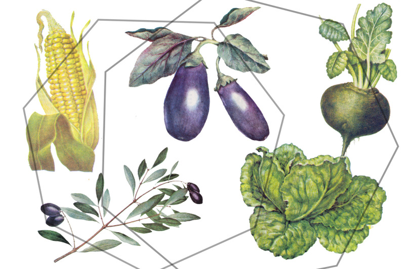 botanical-retro-vegetables-vintage-set