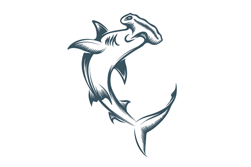 hammerhead-shark-engraving-illustration