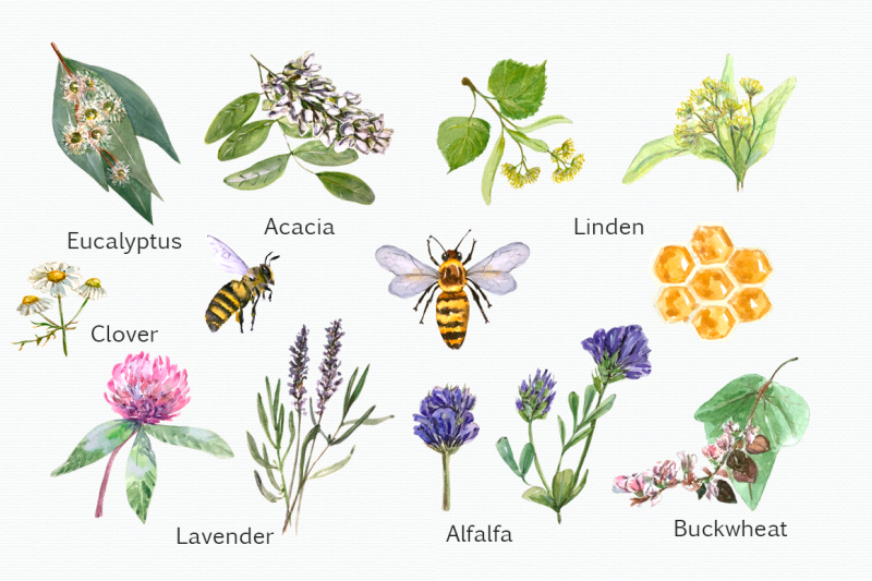 watercolor-honey-garden-clip-art