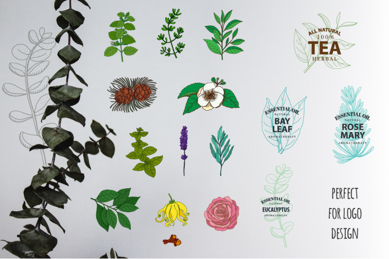essential-oils-components