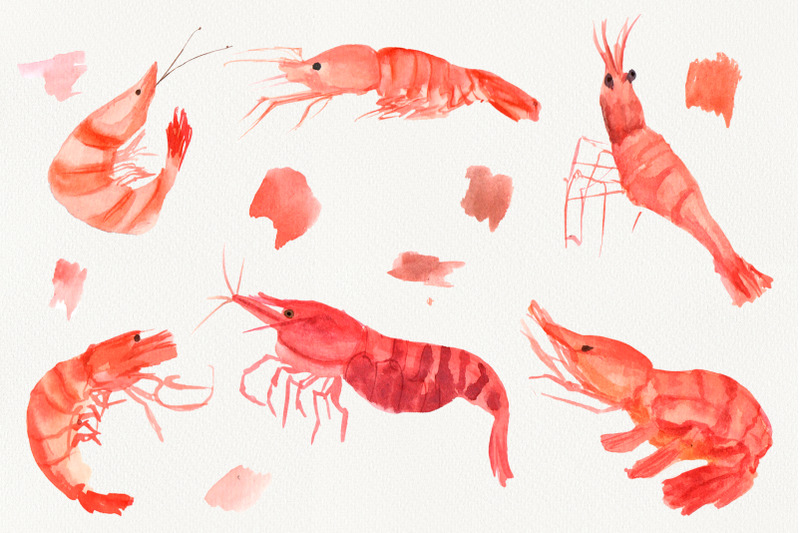 watercolor-shrimps-clipart