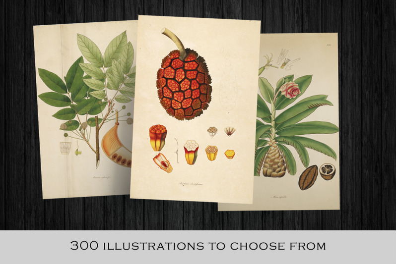 300-vintage-botanical-illustrations