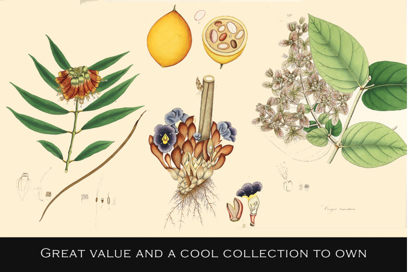 300-vintage-botanical-illustrations