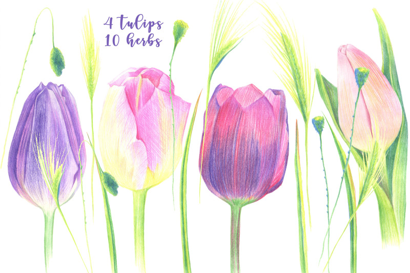four-tulips