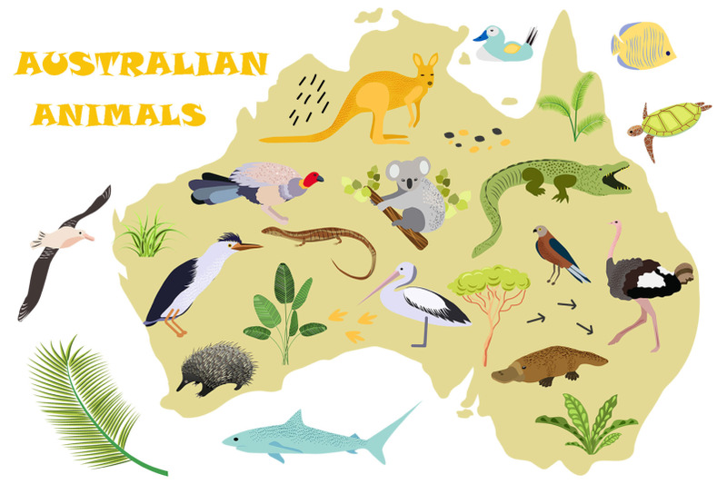 australian-animals