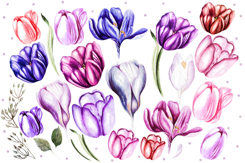 watercolor-spring-tulips-amp-crocus