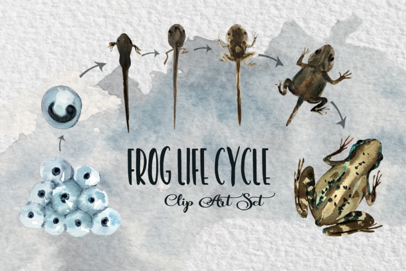 watercolor-frog-life-cycle-clip-art