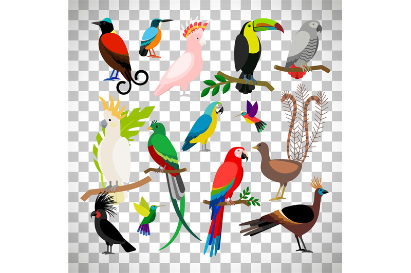 exotic-tropical-birds-on-transparent-background