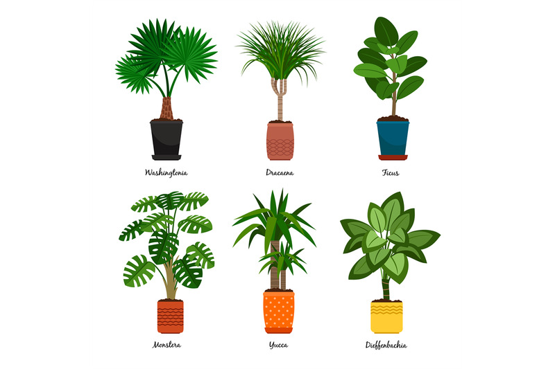 decorative-indoor-palm-trees-in-pots