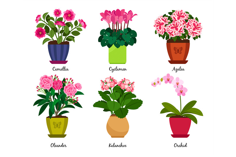 houseplant-flowers-in-pots