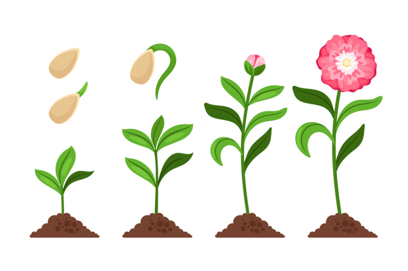 pink-flower-growth-process-icons