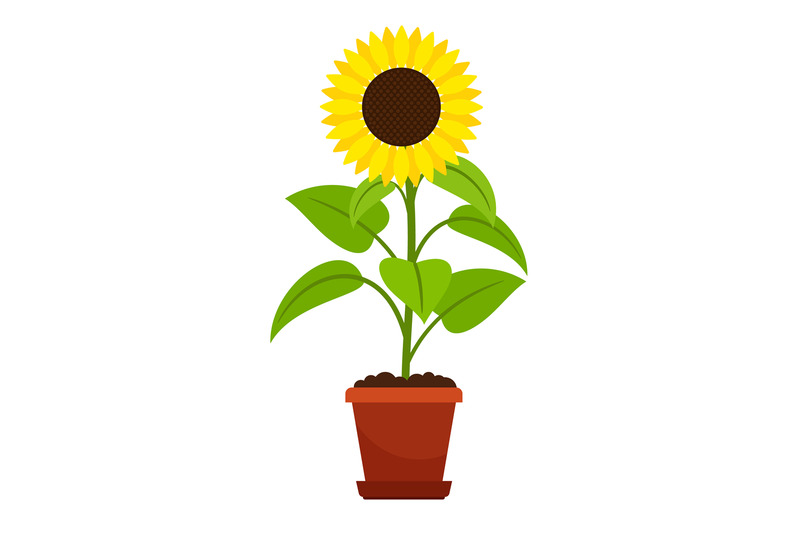 sunflower-plant-in-flower-pot