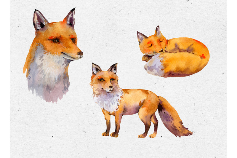 watercolor-fox-woodland-clipart