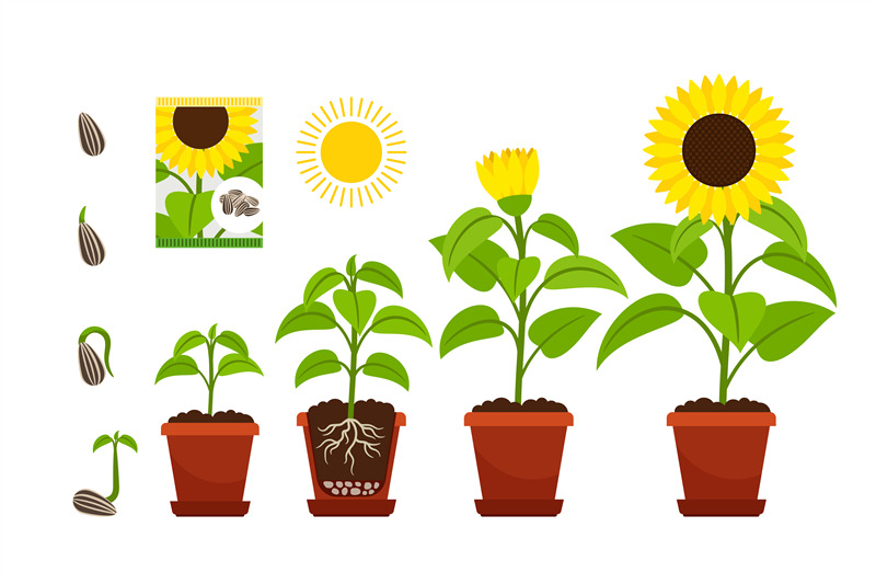 sunflower-sprouts-sunflowers-seedling-shoots-in-pot