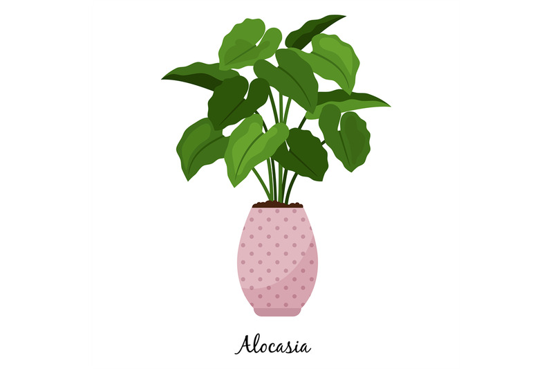 alocasia-plant-in-pot-icon