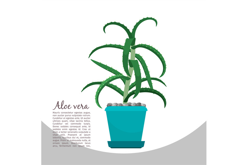 aloe-vera-plant-in-pot-banner