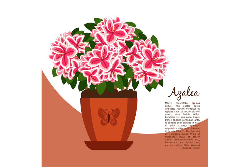 azalea-indoor-plant-in-pot-banner