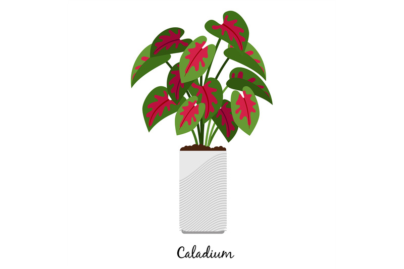 caladium-plant-in-pot-icon