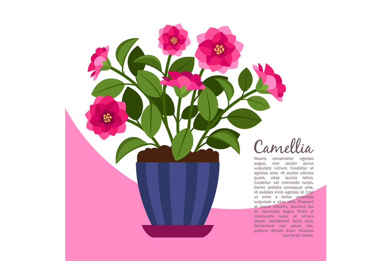 camellia-indoor-plant-in-pot-banner